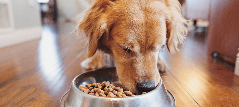 Should you be giving your dog taurine? What you should know about your dog’s health