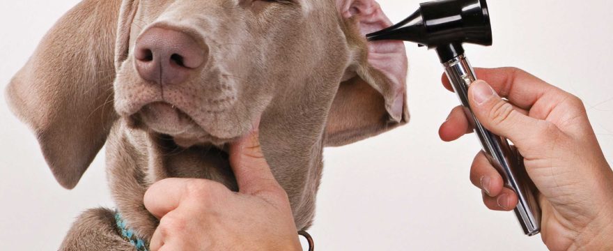 CBD Oil For Dogs – Can It Be Used For Treating Ear Infections?