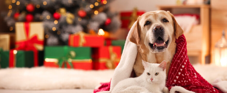 Taking Care Of Your Fur Babies During The Holidays